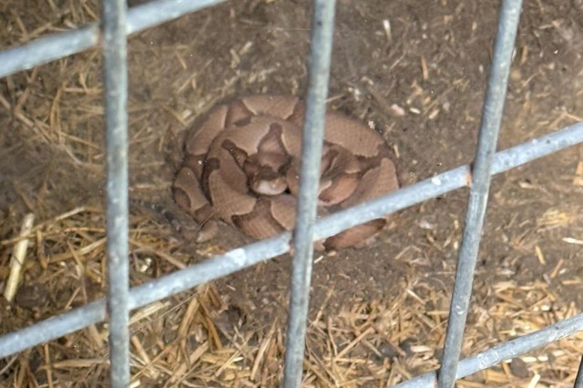 A snake coiled behind a cage.