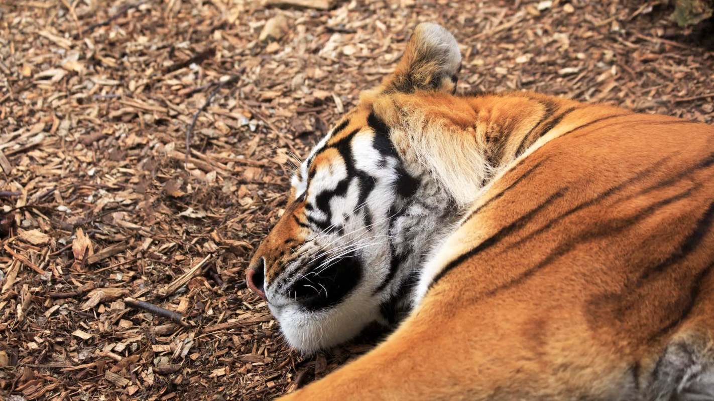 tiger laying on the ground