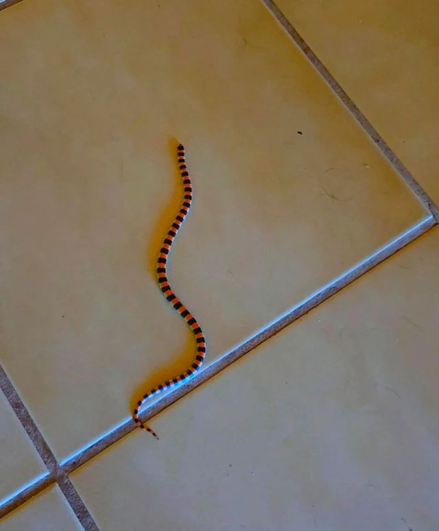 A western ground snake on a tile floor.