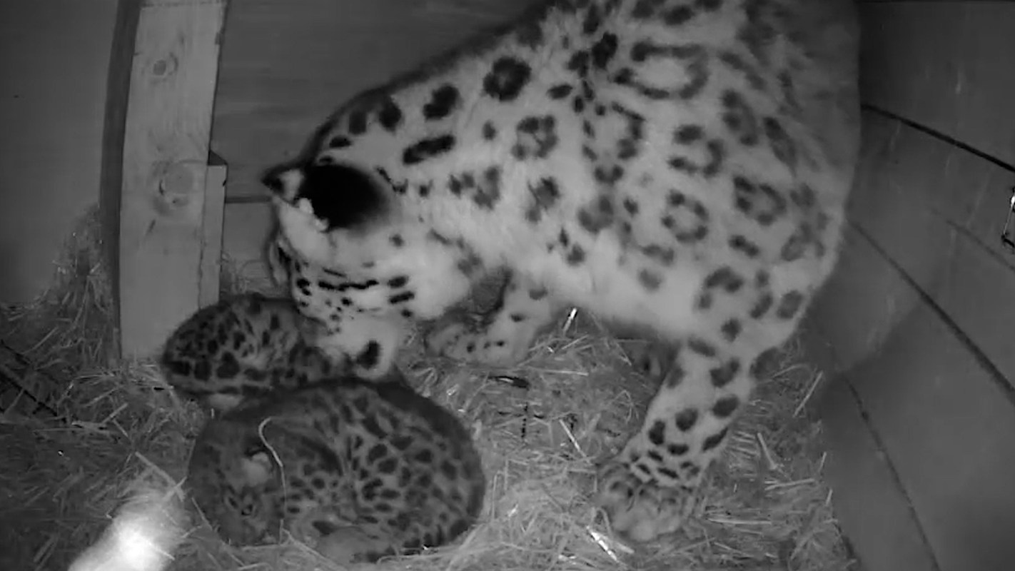 A snow leopard with two cubs.