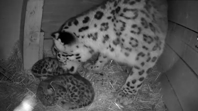 A snow leopard with two cubs.