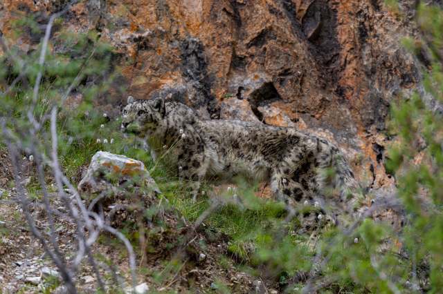 A snow leopard prowls through rocky terrain, surrounded by greenery and wildflowers.