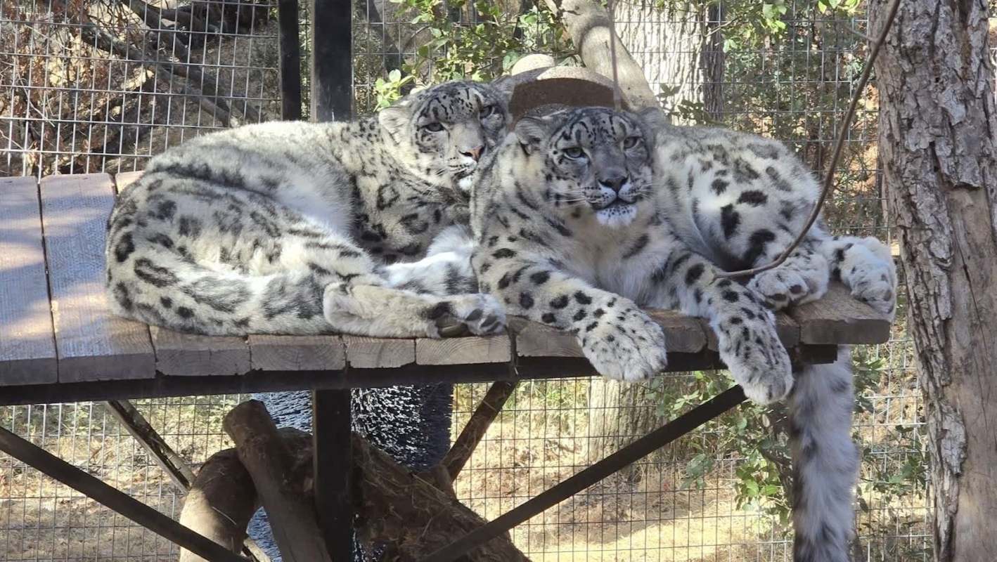 Two snow leopards lounging on a wooden platform in a zoo enclosure.