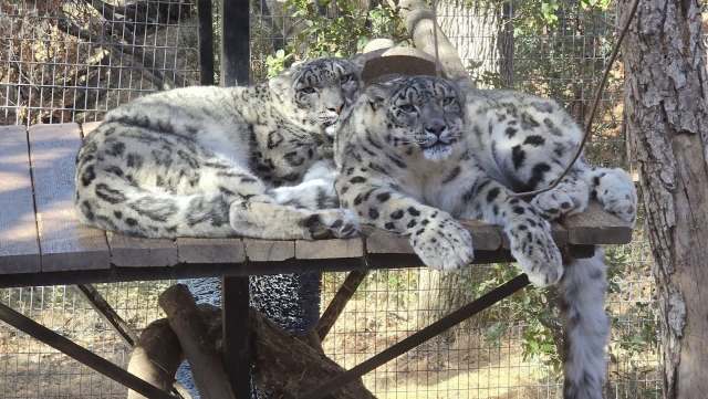 Two snow leopards lounging on a wooden platform in a zoo enclosure.