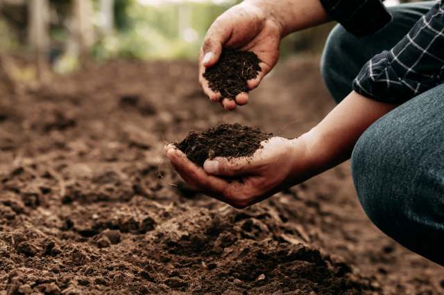 A person holding soil in both hands, examining its texture against a background of tilled earth.