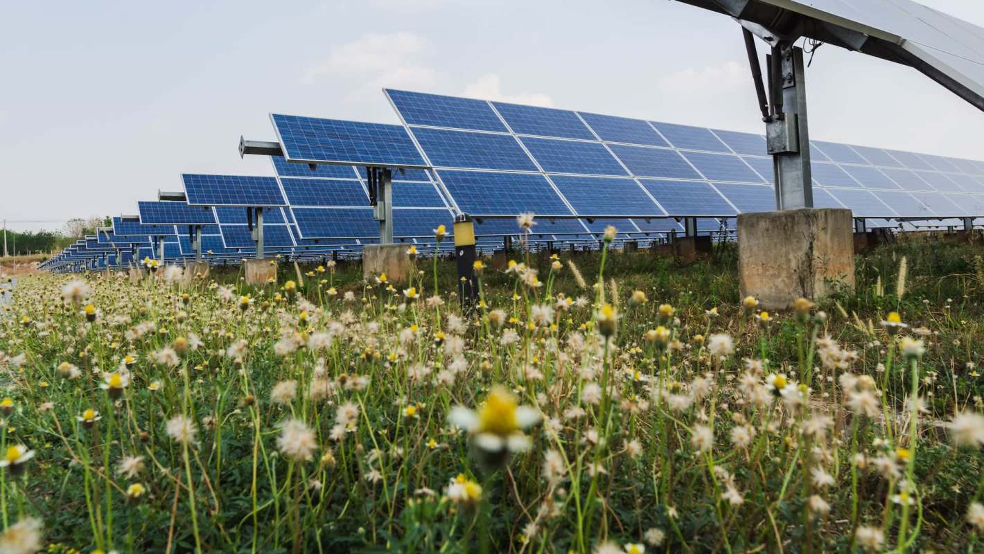 Rows of solar panels in a field of wildflowers.