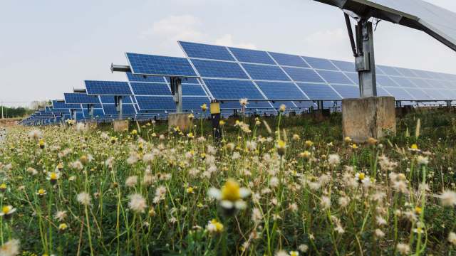Rows of solar panels in a field of wildflowers.