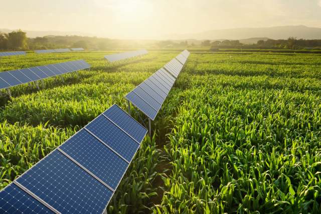 A field of solar panels surrounded by tall green corn crops under a bright sky at sunset.