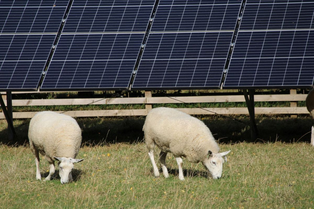 Sheep grazing near solar panels.
