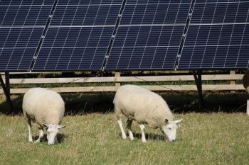 Sheep grazing near solar panels.