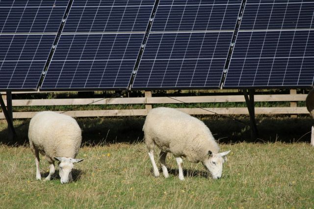 Sheep grazing near solar panels.