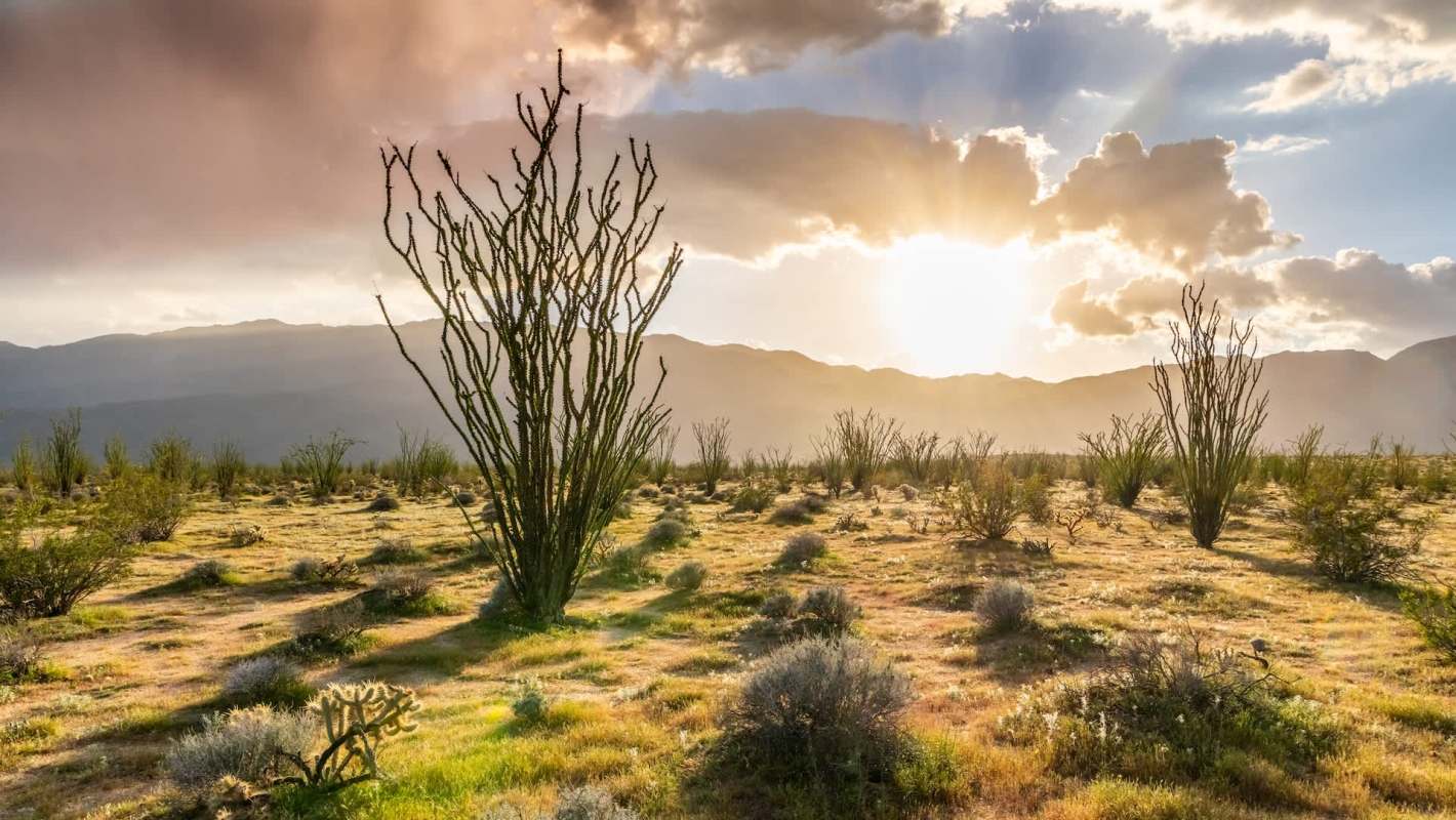 A desert landscape with tall plants, low shrubs, and mountains in the background under a cloudy sky and bright sun.