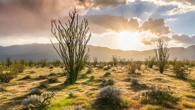 A desert landscape with tall plants, low shrubs, and mountains in the background under a cloudy sky and bright sun.