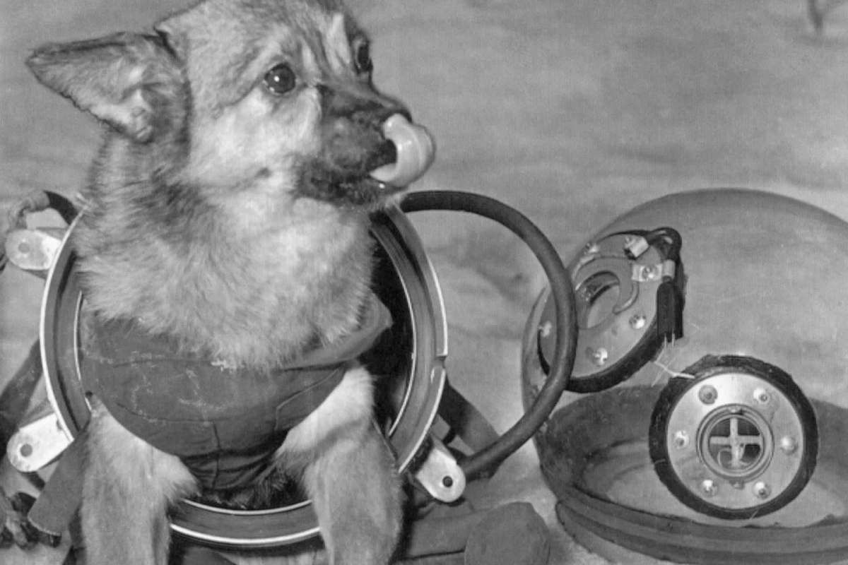 A dog in a spacesuit.