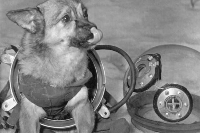 A dog in a spacesuit.