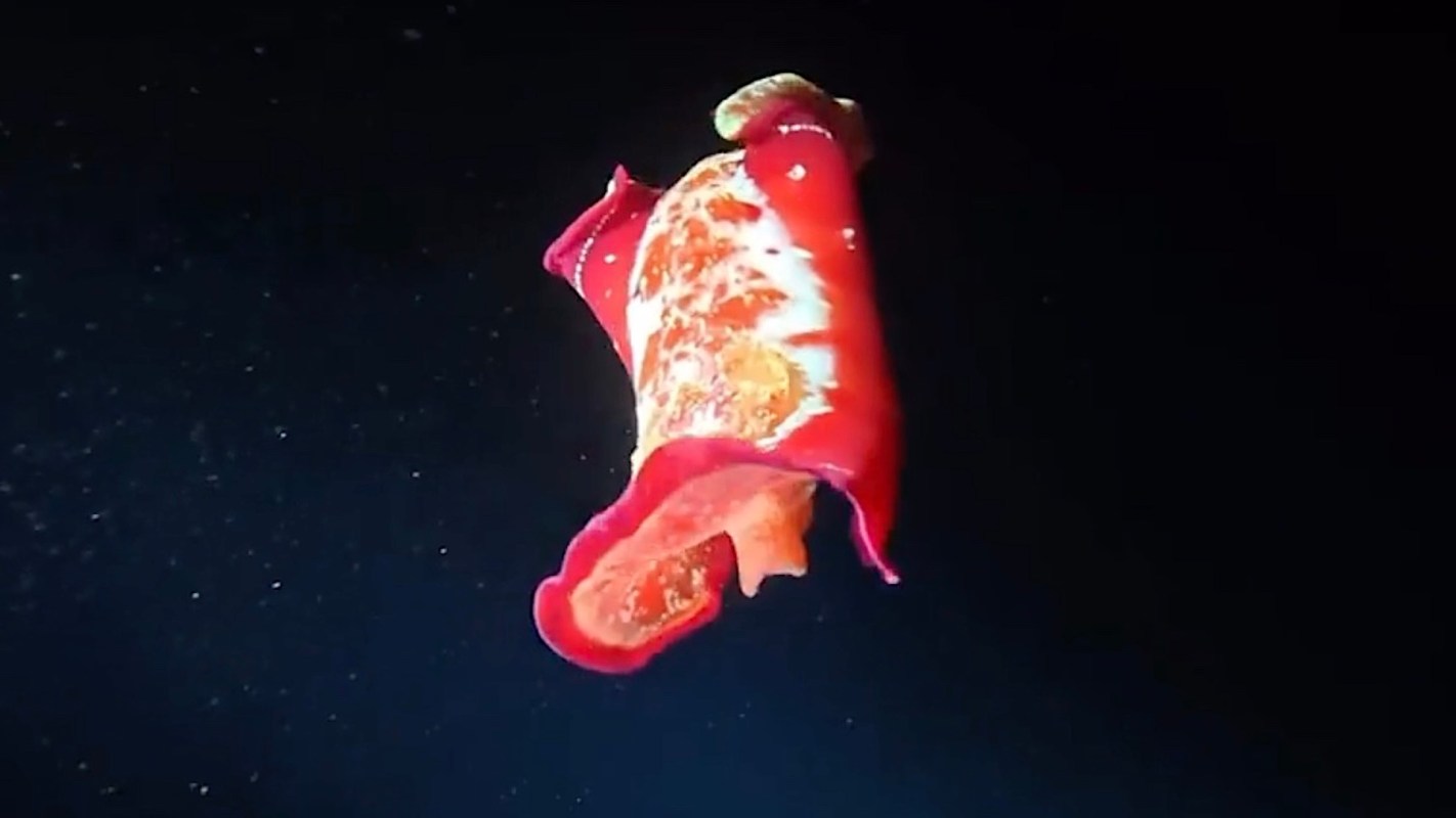 A Spanish Dancer sea slug.