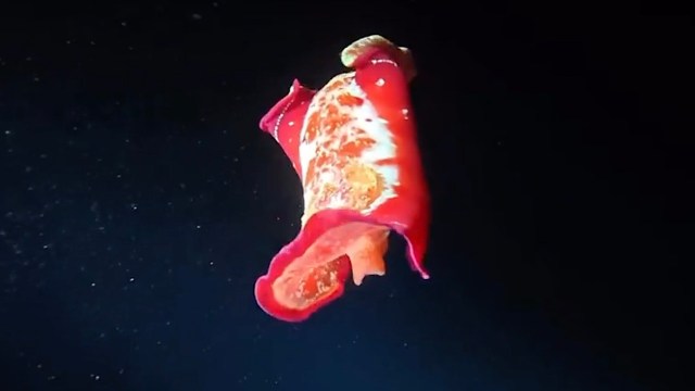 A Spanish Dancer sea slug.