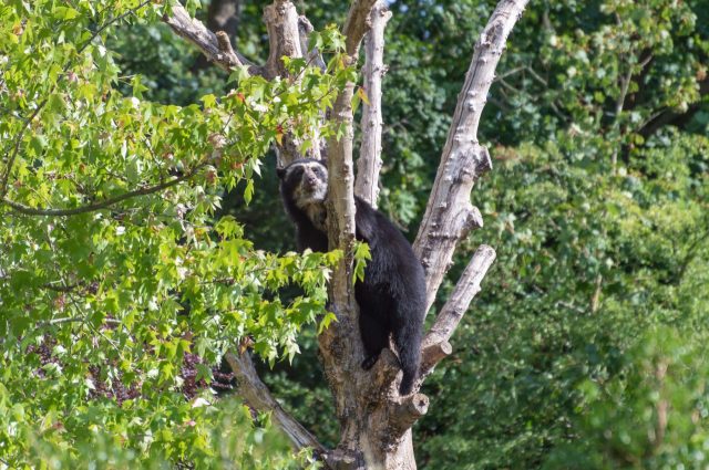 A black bear climbing a tree surrounded by lush green foliage.