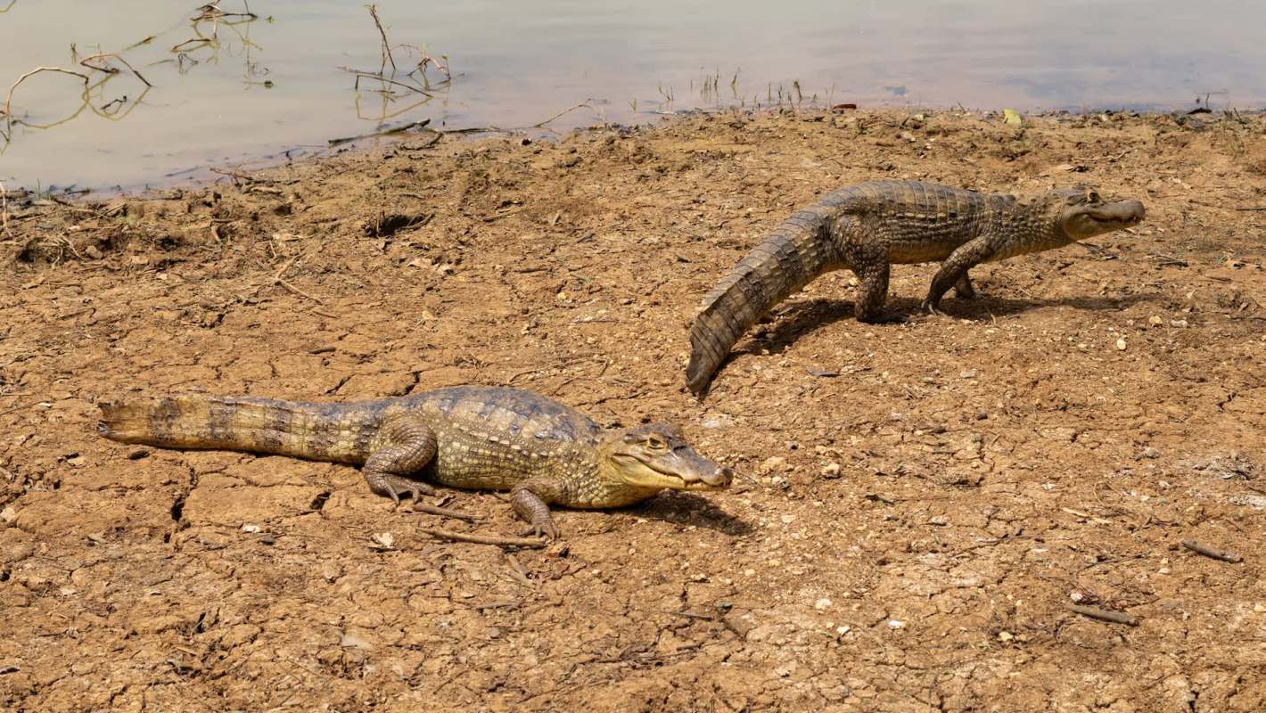 Two caimans on dry, cracked earth near a body of water.
