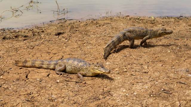 Two caimans on dry, cracked earth near a body of water.