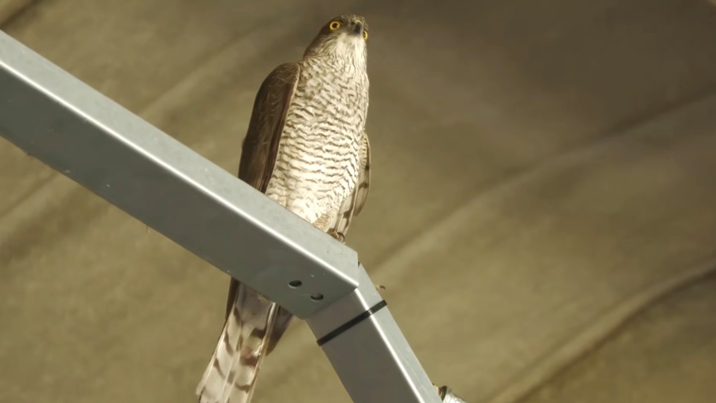 A sparrowhawk with yellow eyes perched on a metal beam.
