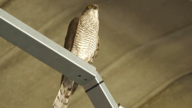 A sparrowhawk with yellow eyes perched on a metal beam.