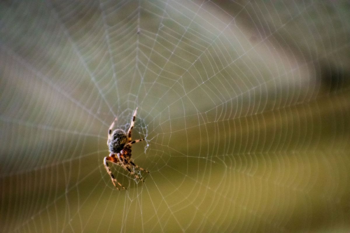 A spider creating a web.