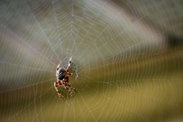 A spider creating a web.