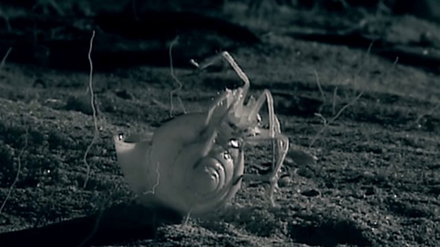 A translucent sea creature with long appendages on the ocean floor.