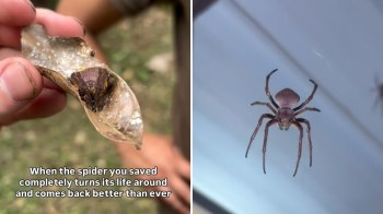 A person holds a leaf with a spider on it while another spider hangs from a surface nearby.