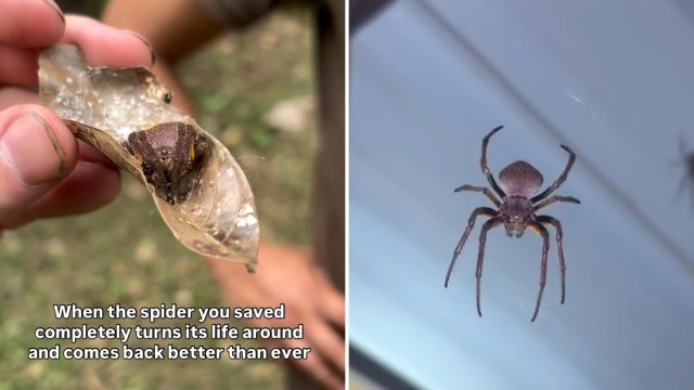 A person holds a leaf with a spider on it while another spider hangs from a surface nearby.