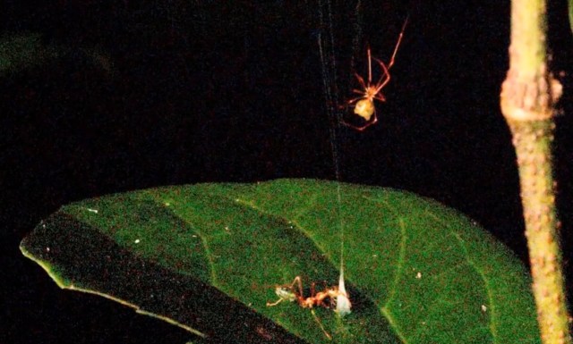 A spider hanging above a leaf, with another spider webbing and an ant below it in a dark setting.