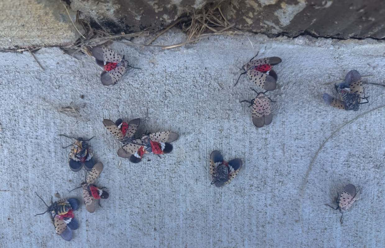 Spotted lanternflies on a concrete surface.