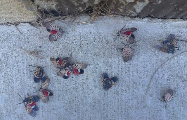 Spotted lanternflies on a concrete surface.