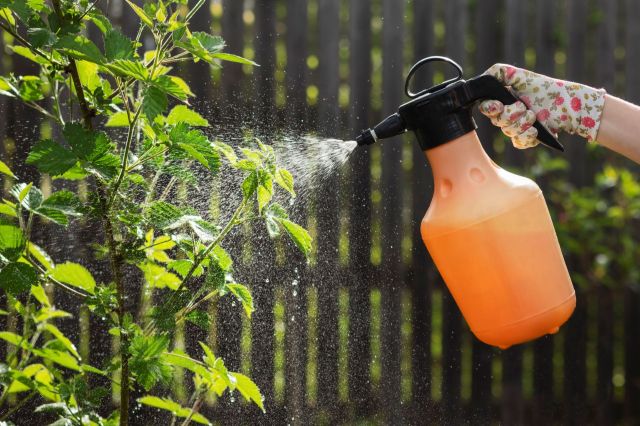 A gardener spraying plants.