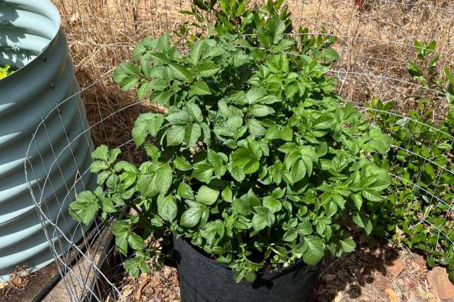 A potato plant.