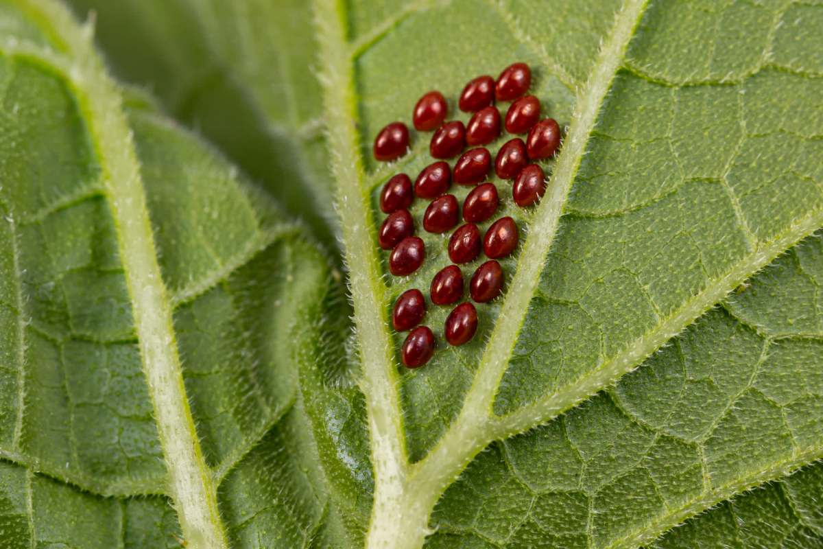 A close-up of green leaves with red, oval-shaped insect eggs clustered together on one leaf.
