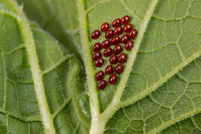 A close-up of green leaves with red, oval-shaped insect eggs clustered together on one leaf.