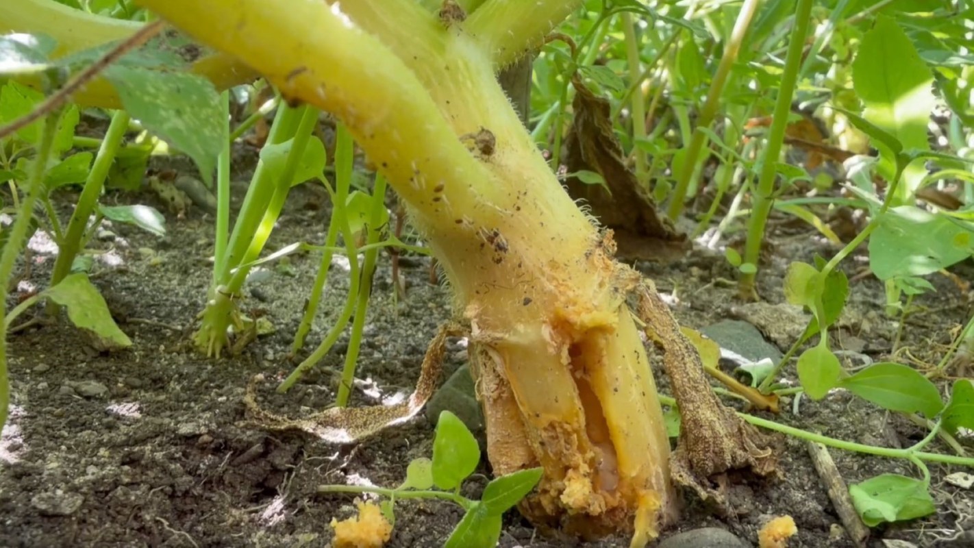 squash root with a hole from an insect