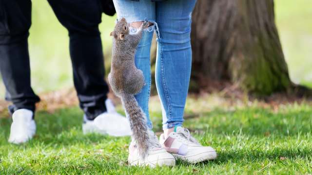 A squirrel climbs on a person's leg while another person stands nearby in a grassy area.