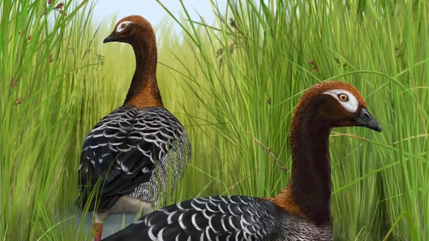 Two birds with striking brown and black feathers standing amid tall green grasses.