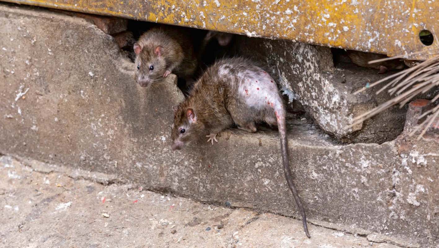 Two rats emerge from a crack in a concrete wall, one exhibiting a partially bare tail.
