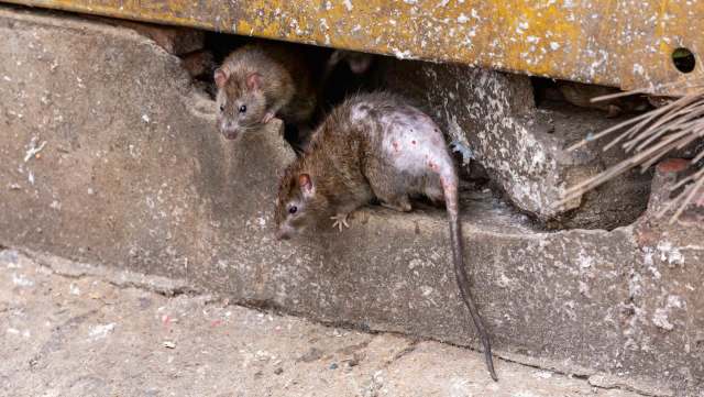 Two rats emerge from a crack in a concrete wall, one exhibiting a partially bare tail.