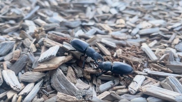 Two stag beetles.