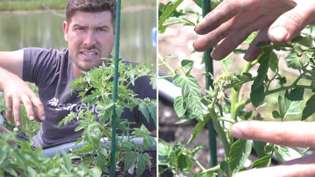 A man inspects tomato plants in a garden.