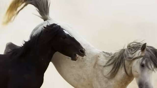Two horses, one black and one white, playfully interact in a sandy environment.