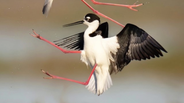 A black-necked stilt with striking pink legs and wings outstretched, perched in mid-air over water.