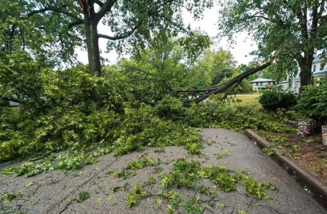 A large fallen tree in the middle of a road.