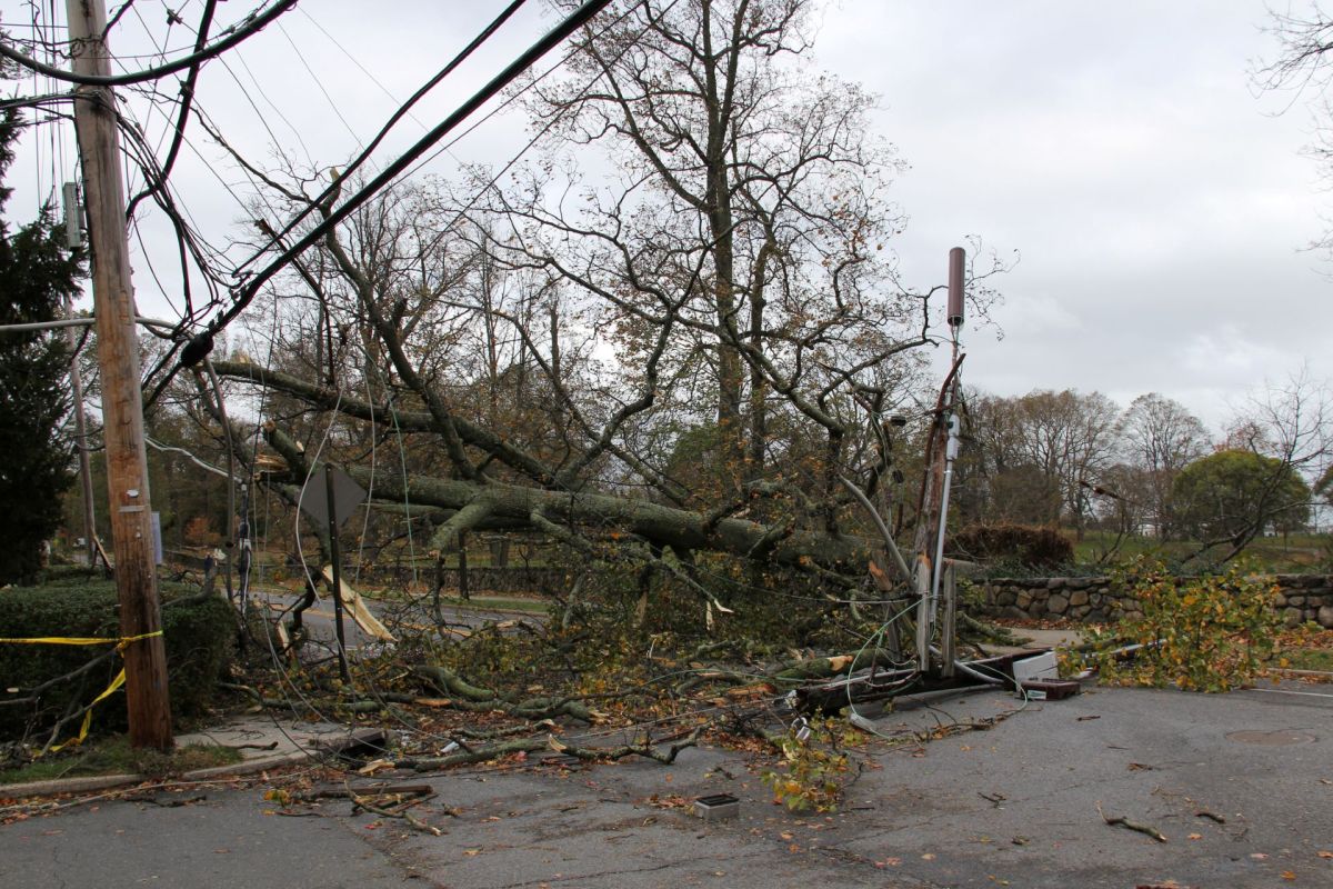 Trees and power lines down across a roadway.