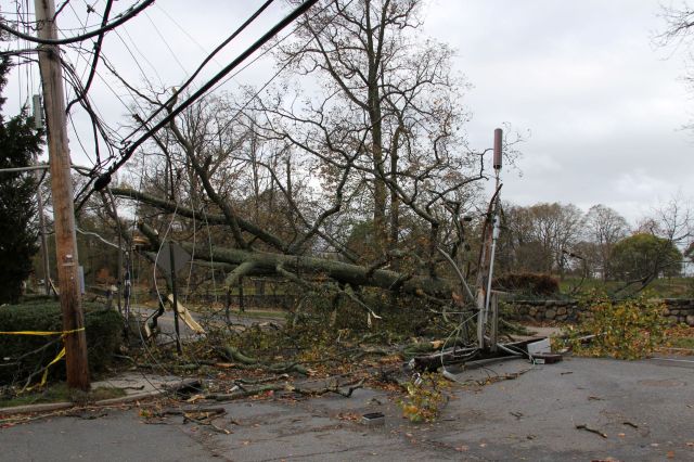 Trees and power lines down across a roadway.